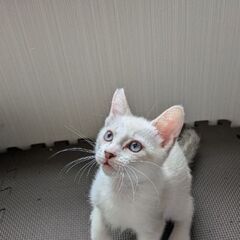 お腹出していつも寝る可愛い子です！