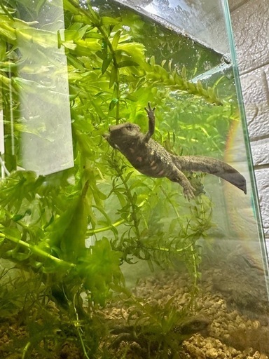 レア種！　シナコブイモリ　アダルト　たぶん♂？　性成熟済　1匹