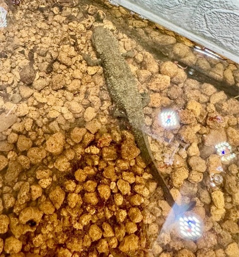 レア種！　シナコブイモリ　アダルト　たぶん♂？　性成熟済　1匹