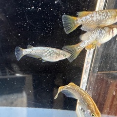 メダカ 琥珀ラメ 2ペアの画像