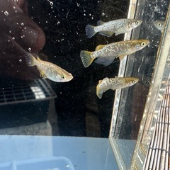 メダカ 琥珀ラメ 2ペアの画像