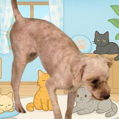 トイプードル🐶メス
