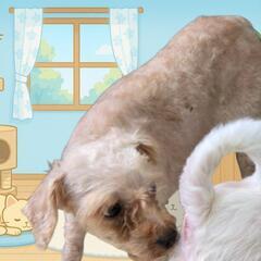 トイプードル🐶メス - 犬