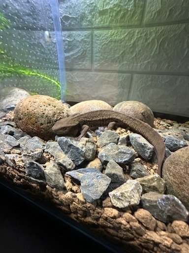 ベトナムコブイモリ　たぶん♂ 性成熟済