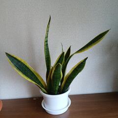 サンスベリアの画像