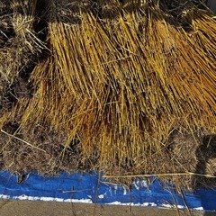 無農薬栽培の麦わらの画像