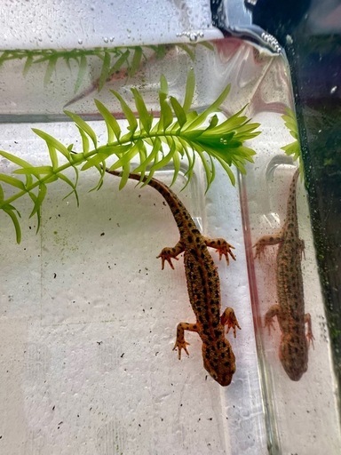 残り僅か　五島列島　福江島アカハライモリ　幼体2匹 ＋ 保証1匹 ＝ 計3匹 残り僅か 五島列島 福江島アカハライモリ 幼体2匹 ＋ 保証1匹 ＝ 計3匹