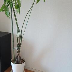 パキラ2の画像