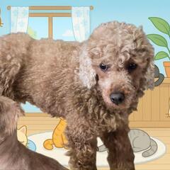 トイプードル犬メス