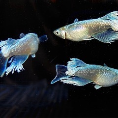 ヴェールの若魚の受付開始！　メダカ
