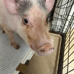 マイクロブタ