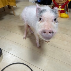 マイクロブタ - その他
