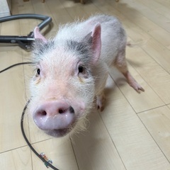 マイクロブタ - 里親募集