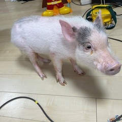 マイクロブタ − 埼玉県
