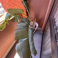 大きな芭蕉の木の画像