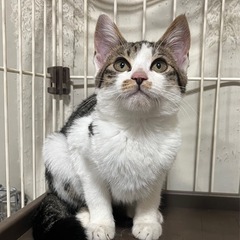 急募！あいちゃんの里親様募集中！ - 猫