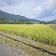 🌾【郡上市八幡町吉野】田んぼ貸します！🚜  
✨車で進入OK・毎...