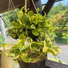 観葉植物の画像
