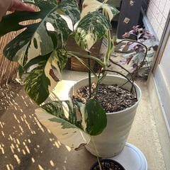 観葉植物の画像
