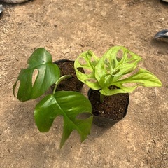 観葉植物の画像