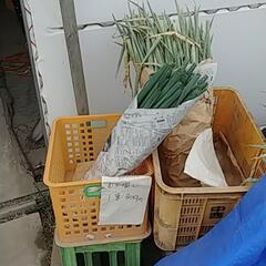 食品ロス削減‼️(*｀ｴ´*)剥き損じねぎお譲りします😣💦⤵️の画像