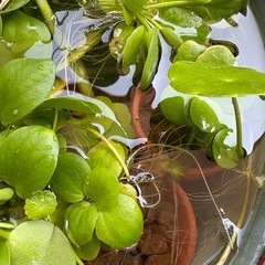 水草　の画像