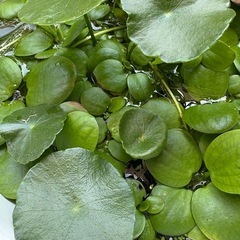 水草　の画像