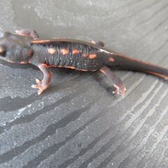 オキナワシリケンイモリ　ベビー　３匹セットの画像