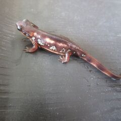 オキナワシリケンイモリ　ベビー　３匹セットの画像