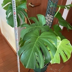 モンステラ デリシオーサ8号鉢の画像