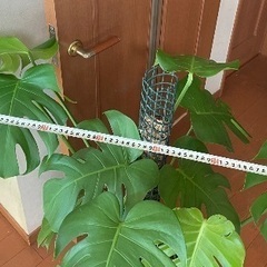 モンステラ デリシオーサ8号鉢の画像