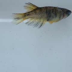 【メダカ屋のんの】金閣メダカ1匹(若魚)の画像