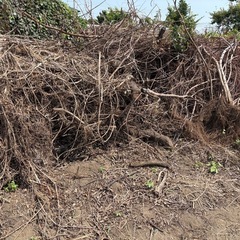原木、薪、枝、切り株の画像