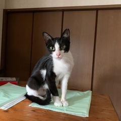保護猫　多分2〜3才