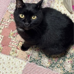 黒猫と錆柄猫の女の子です