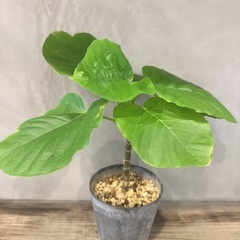 観葉植物・ウンベラータの画像