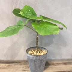 観葉植物・ウンベラータの画像