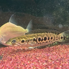 ダトニオやポリプのレア熱帯魚数匹、４５cm水槽、上部フィルター、LEDライトのフルセットの画像