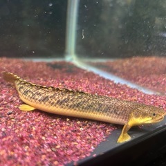 ダトニオやポリプのレア熱帯魚数匹、４５cm水槽、上部フィルター、LEDライトのフルセットの画像