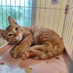 子猫(3〜4ヶ月)　MIX　茶トラ　男の子