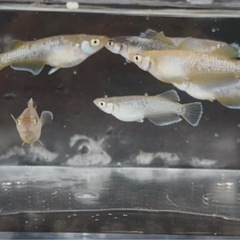 【メダカ】フロマージュ　7匹1000円の画像