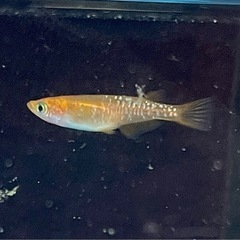 来光鏡鱗　若魚の画像