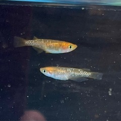 来光鏡鱗　若魚の画像