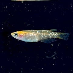 来光鏡鱗　若魚の画像