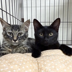 甘えん坊の小熊くん（黒猫くん）