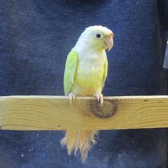 ウロコインコ　１才　メス　ミントシナモン