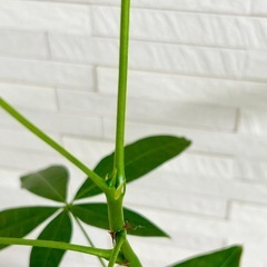 ★最終お値下げ★　観葉植物 パキラ 縞模様 プラ鉢4号　受け皿付きの画像