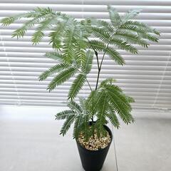 ◼️エバーフレッシュ◼️実生　50センチの画像
