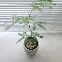 ◼️エバーフレッシュ◼️実生　50センチの画像
