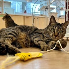 【札幌】ニャン友キャットラウンジ譲渡会〈8/30-31〉 - 札幌市